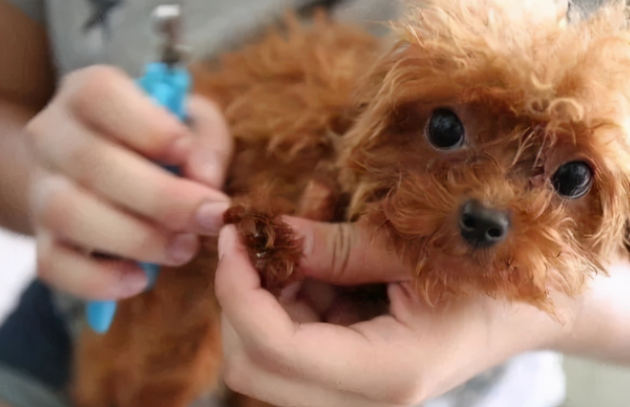 狗狗身体有虫哪几种表现,狗狗出现这六种症状