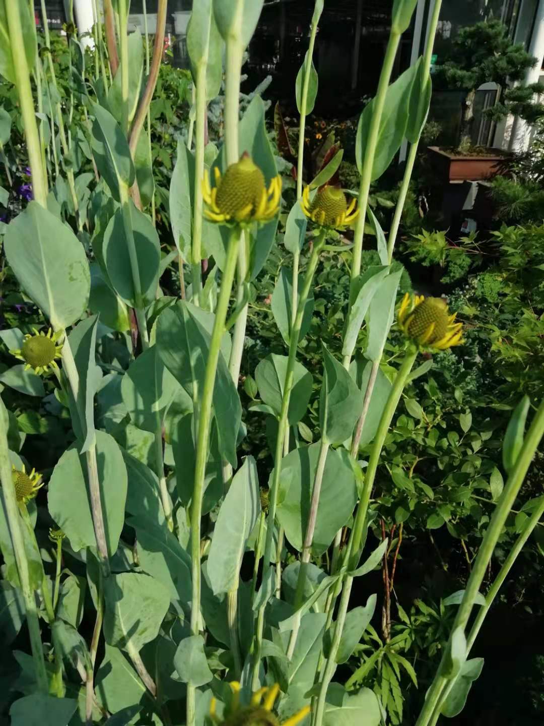 黑色的高帽——大头金光菊