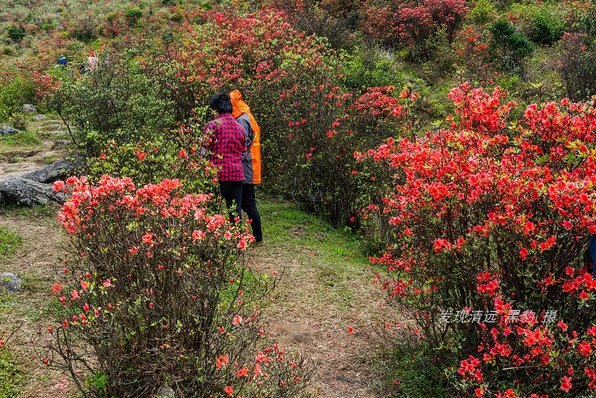 走最远的路,航拍广东最壮美的野生杜鹃花海