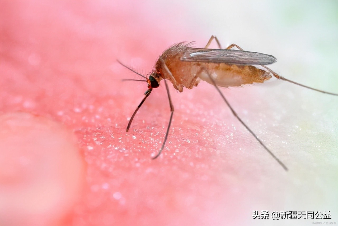 蚊子吸的血会传染艾滋病吗,蚊子吸了艾滋病血会再传染别人吗