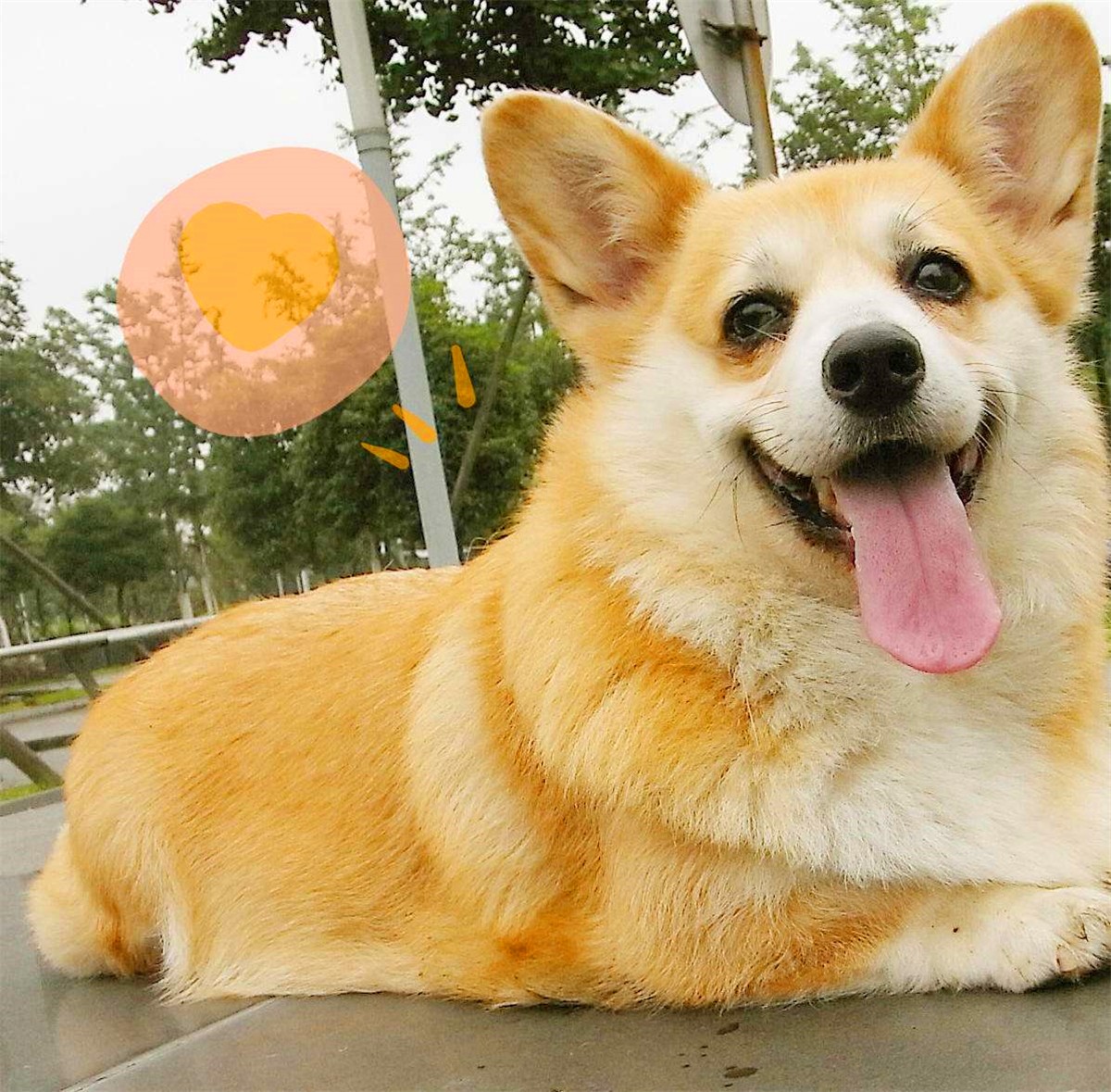 狗狗正常吃饭营养也够但还是瘦,狗狗基因取决于母系还是父系