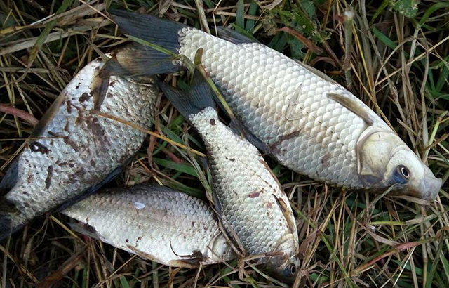 走钓鲫鱼钓法窍门大揭秘,野钓鲫鱼怎么找到最佳钓点