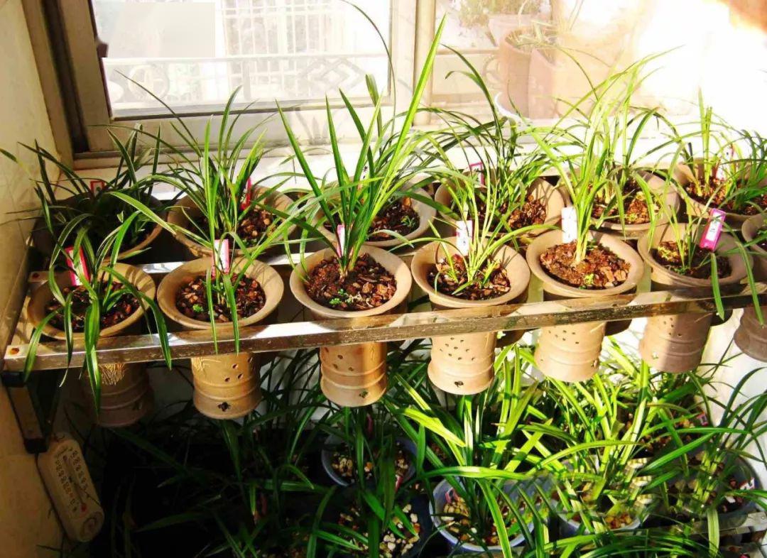 最耐阴不需要阳光的植物室外,喜阴怕阳光非常好养的盆栽大全