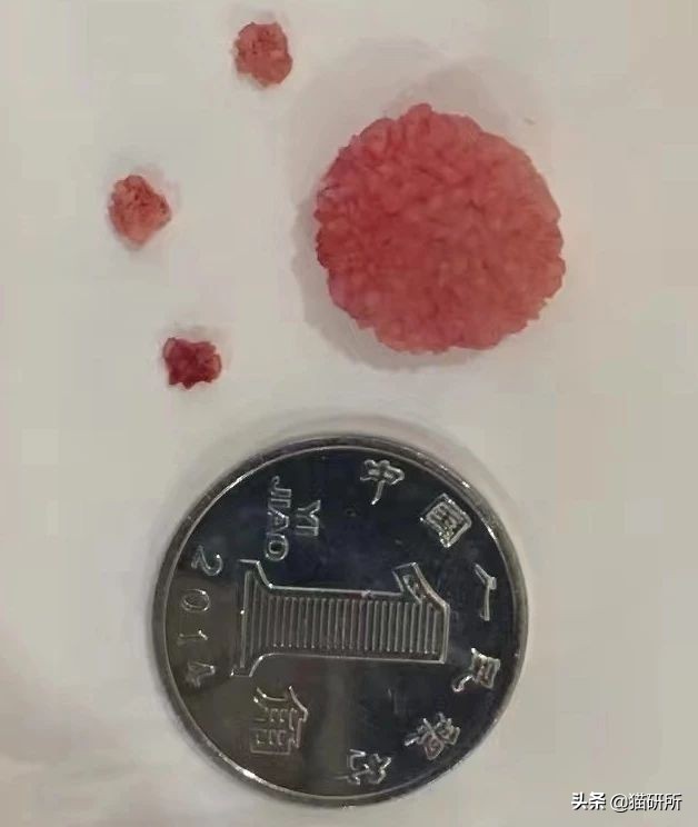 10张让人不寒而栗的图片,猫咪x光正常图片