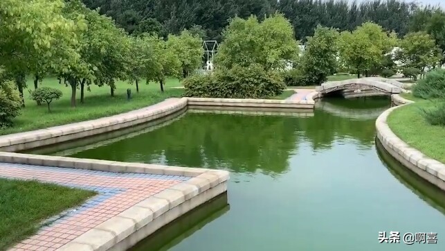 沈阳北陵公园的树,沈阳市北陵农场红枫林