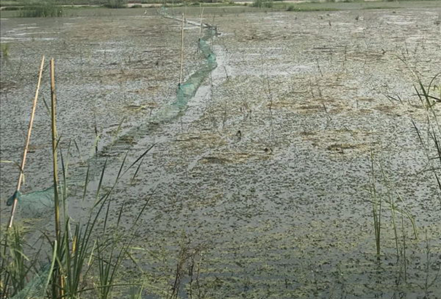 5、6月养殖的小龙虾患病增多，出现死虾？4招提高小龙虾存活率