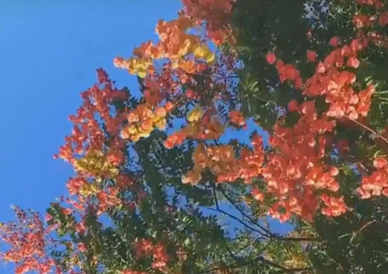 绉嬫棩绗旇鐩存挱,绉嬫棩绗旇