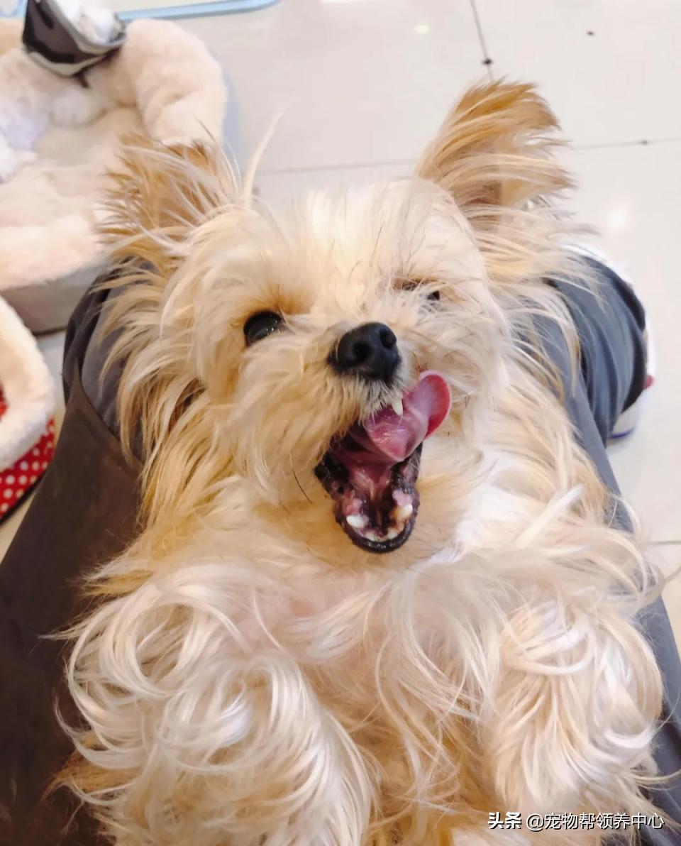 约克夏邋遢吗,约克夏脏兮兮