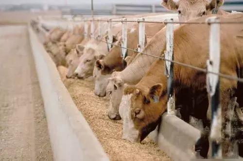 牛羊疾病瘤胃酸中毒解决方案,牛羊酸中毒的机理