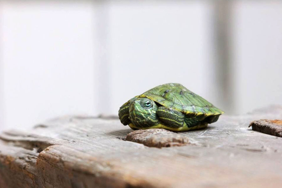 乌龟浮水怎么治疗视频,乌龟浮水怎么治疗最有效