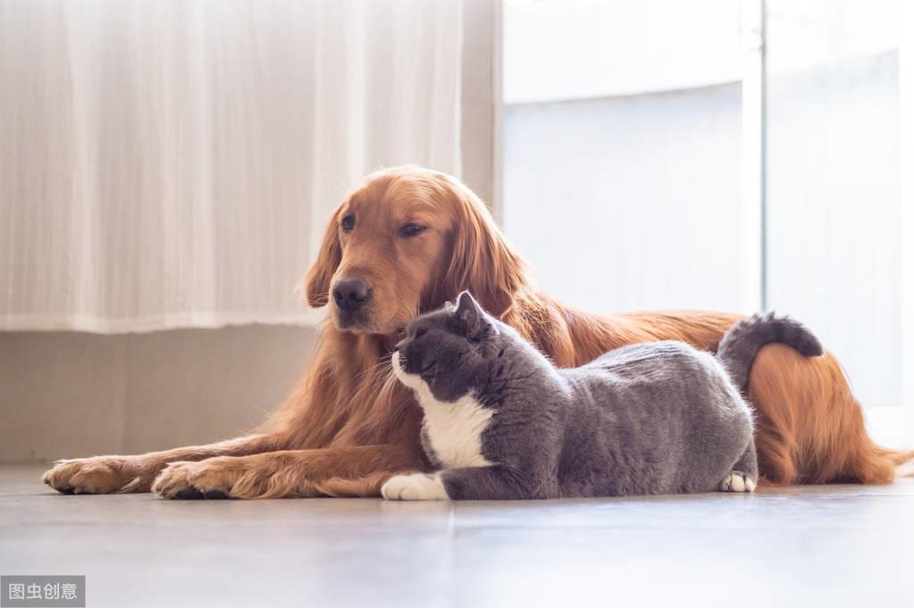 男不养猫女不养狗是什么道理呀,男不养猫女不养狗的真正原因简短