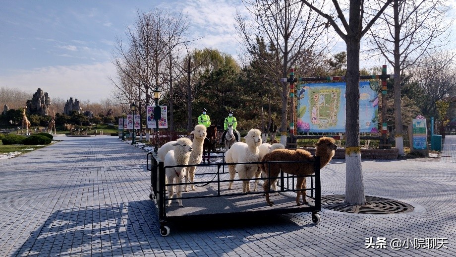 北京大兴野生动物园游玩推荐攻略,北京大兴野生动物园最佳游览路线