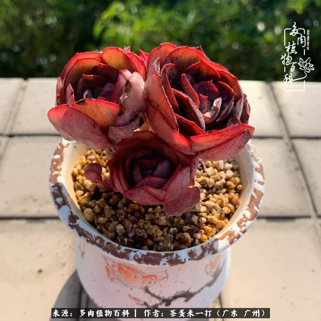 在冬日阳光下，记一个多肉小白的养肉历程