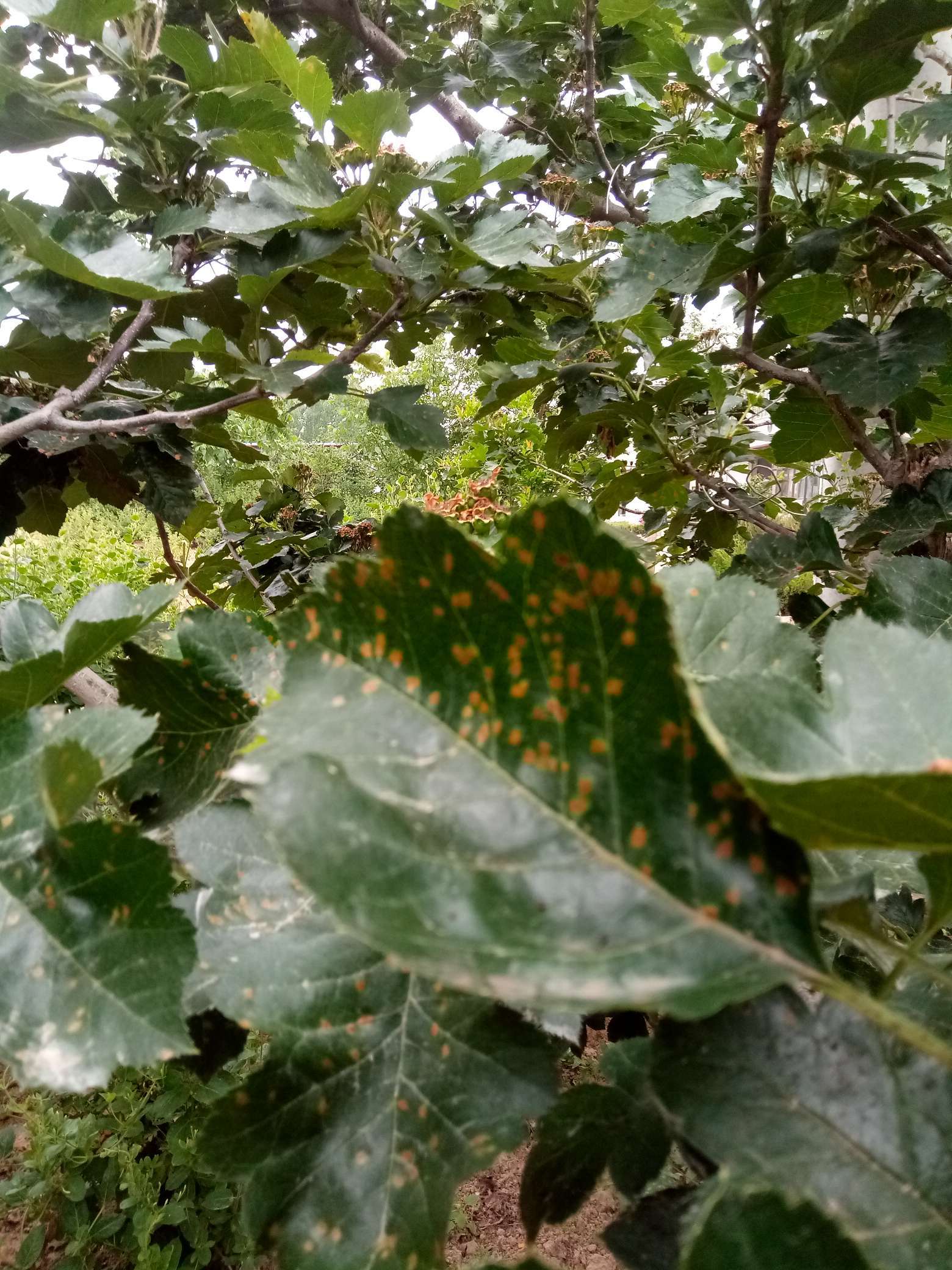 山楂树有什么病虫害如何防治,山楂树已经有锈病怎么治