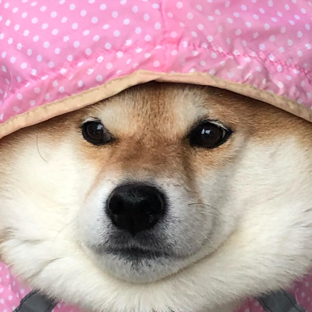 柴犬价格会因为季节变化而变化吗?