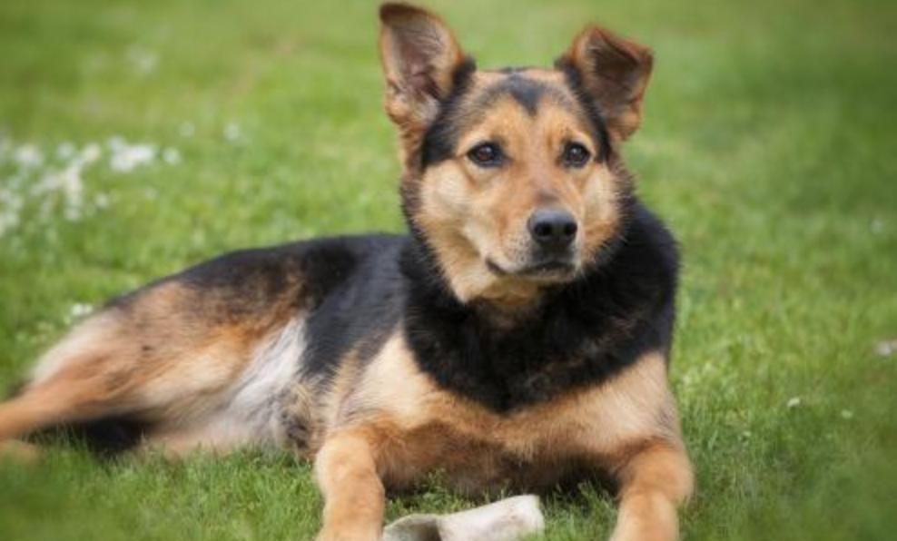 养母狗常识,幼狗如何预防生病