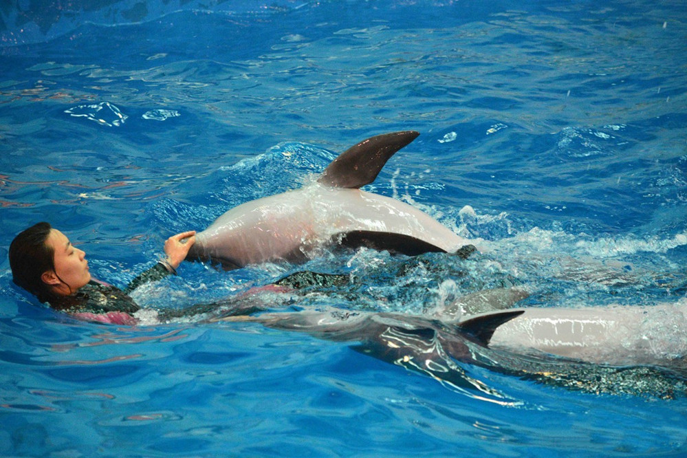 海豚亲吻孕妇,海豚亲孕妇的肚子好不好