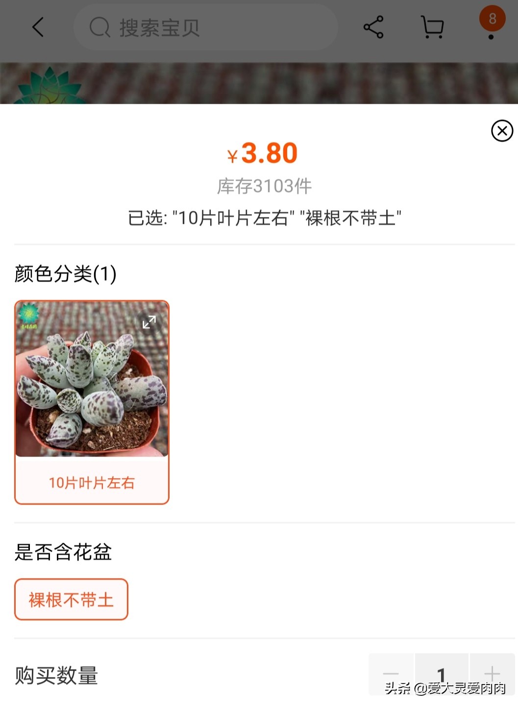 多肉什么品种好养还好看,十二卷多肉最漂亮的品种