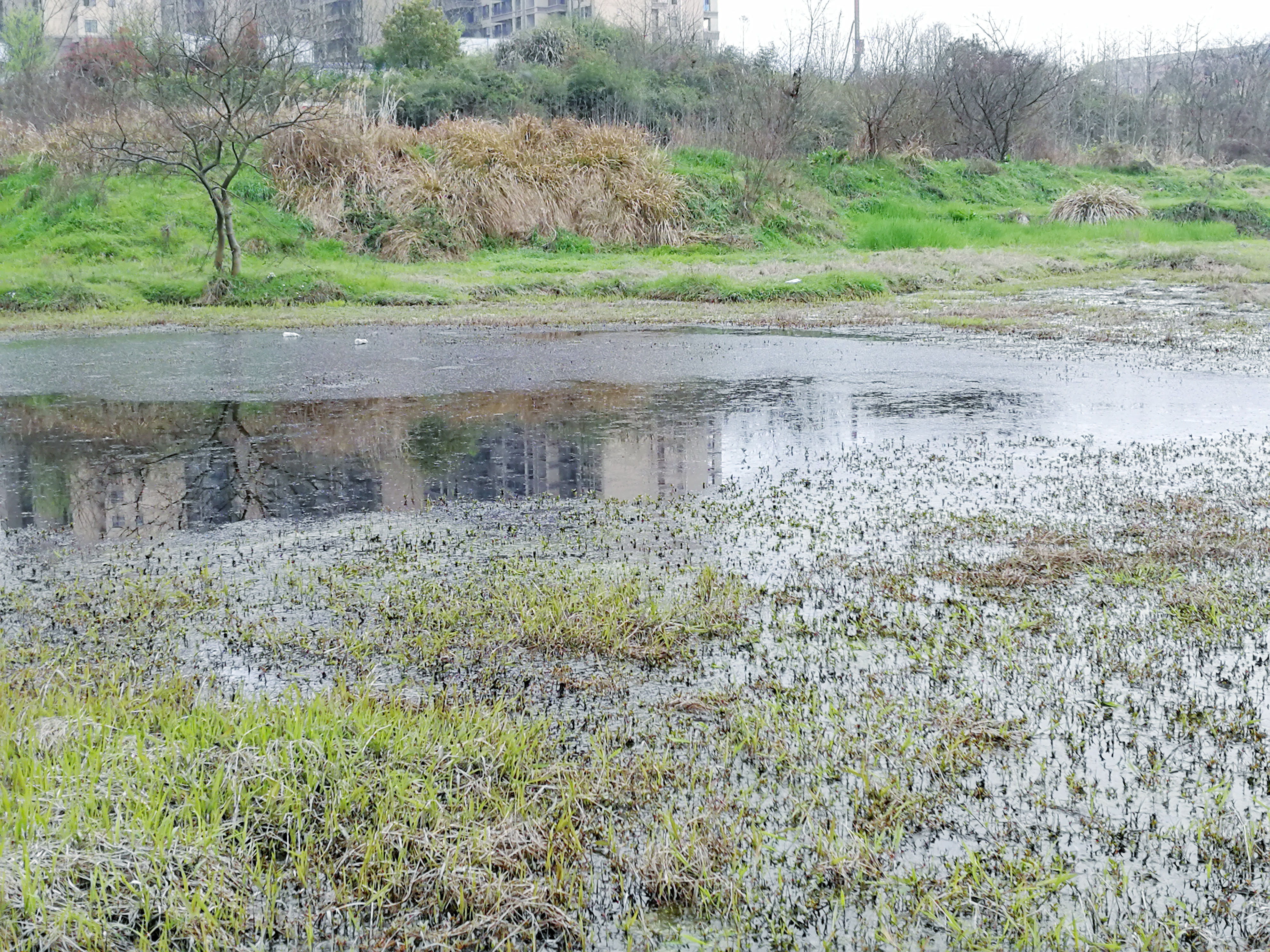 怎样钓黑鱼最好方法,黑鱼垂钓技巧