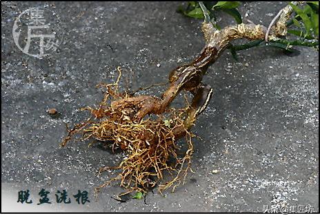 大树型金豆盆景怎么造型,金豆无根老桩栽培技巧