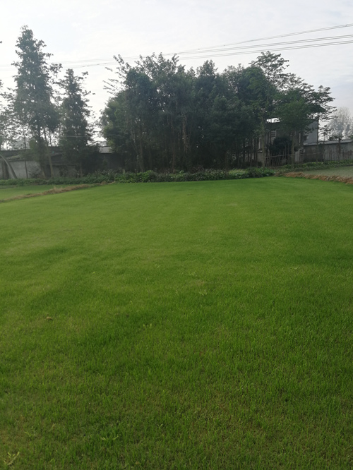 暖季型草坪有哪些,暖季型的草有哪些