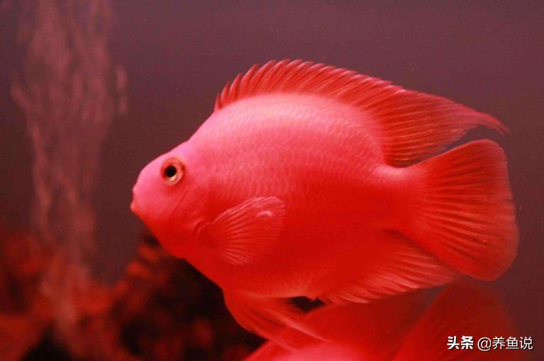 观赏鱼养多了水浑怎么办,观赏鱼没颜色了还能养回来吗