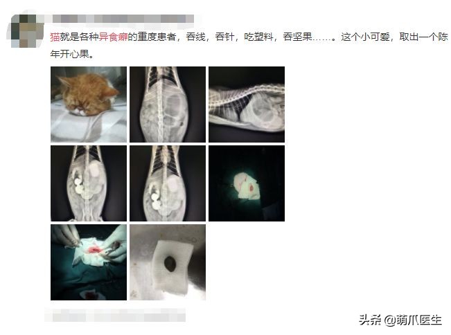 猫乱吃的食物太多样化,猫乱吃东西会吐吗