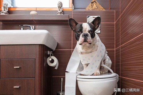 幼犬法斗流黄鼻涕怎么处理,法斗幼犬便便什么颜色才是正常的