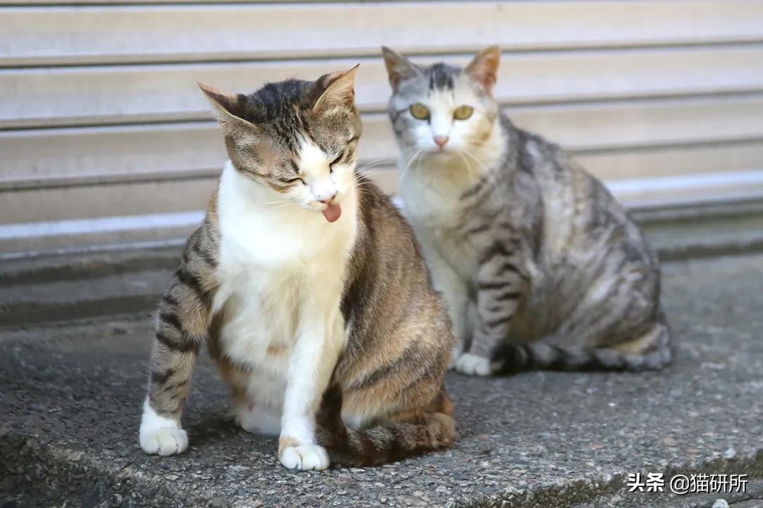 猫咪也有汗臭味儿吗？爱闻人类出汗的腋下又是为什么？