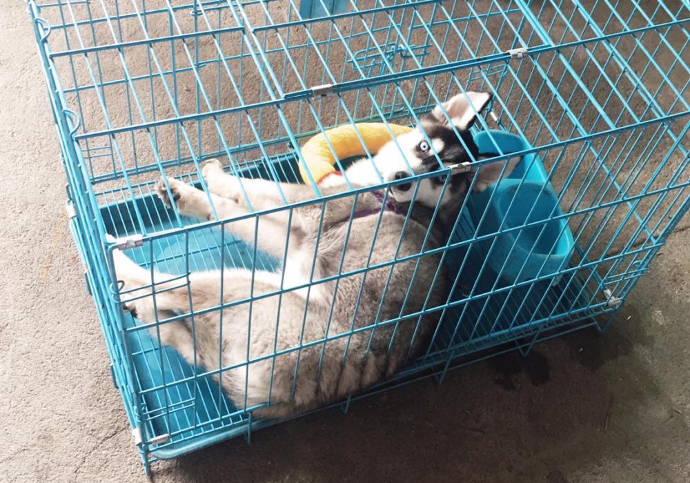 柴犬哭泣声音,柴犬嗷嗷惨叫