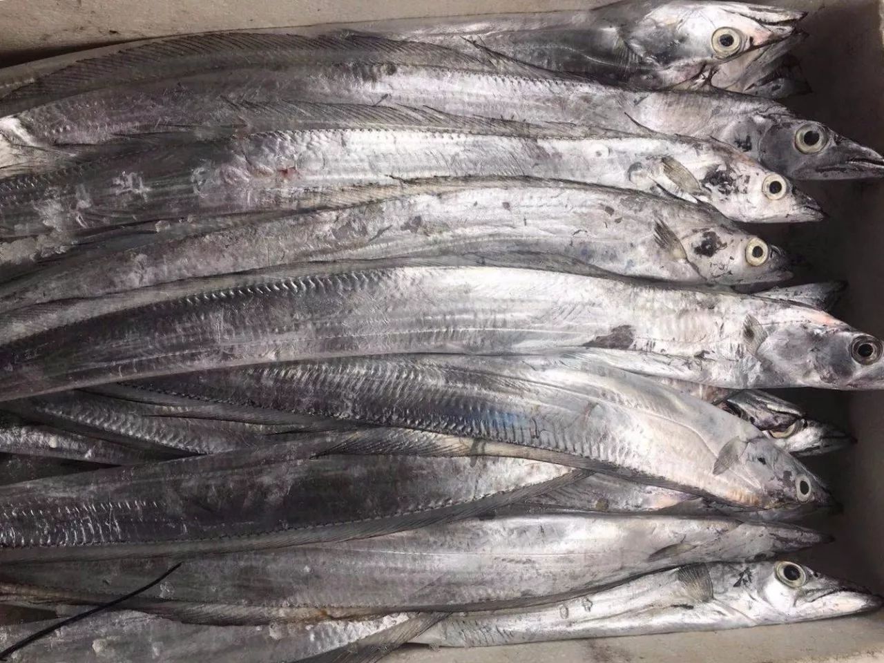 正儿八经的深海鱼,却被人们吃出了“白菜价”,带鱼:好委屈