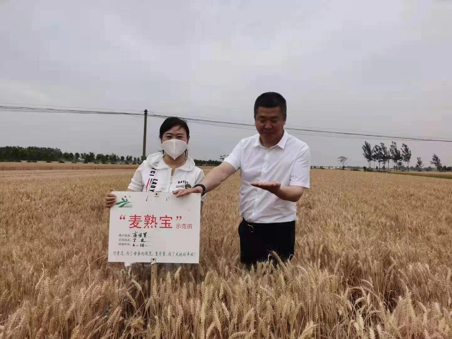 小麦空粒是什么原因,小麦瘪粒用什么药