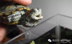 乌龟常见疾病与防治方法,乌龟常见疾病