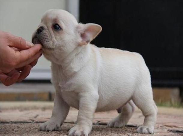 养法国斗牛犬应该注意什么,养法国斗牛犬要注意的事项秋天