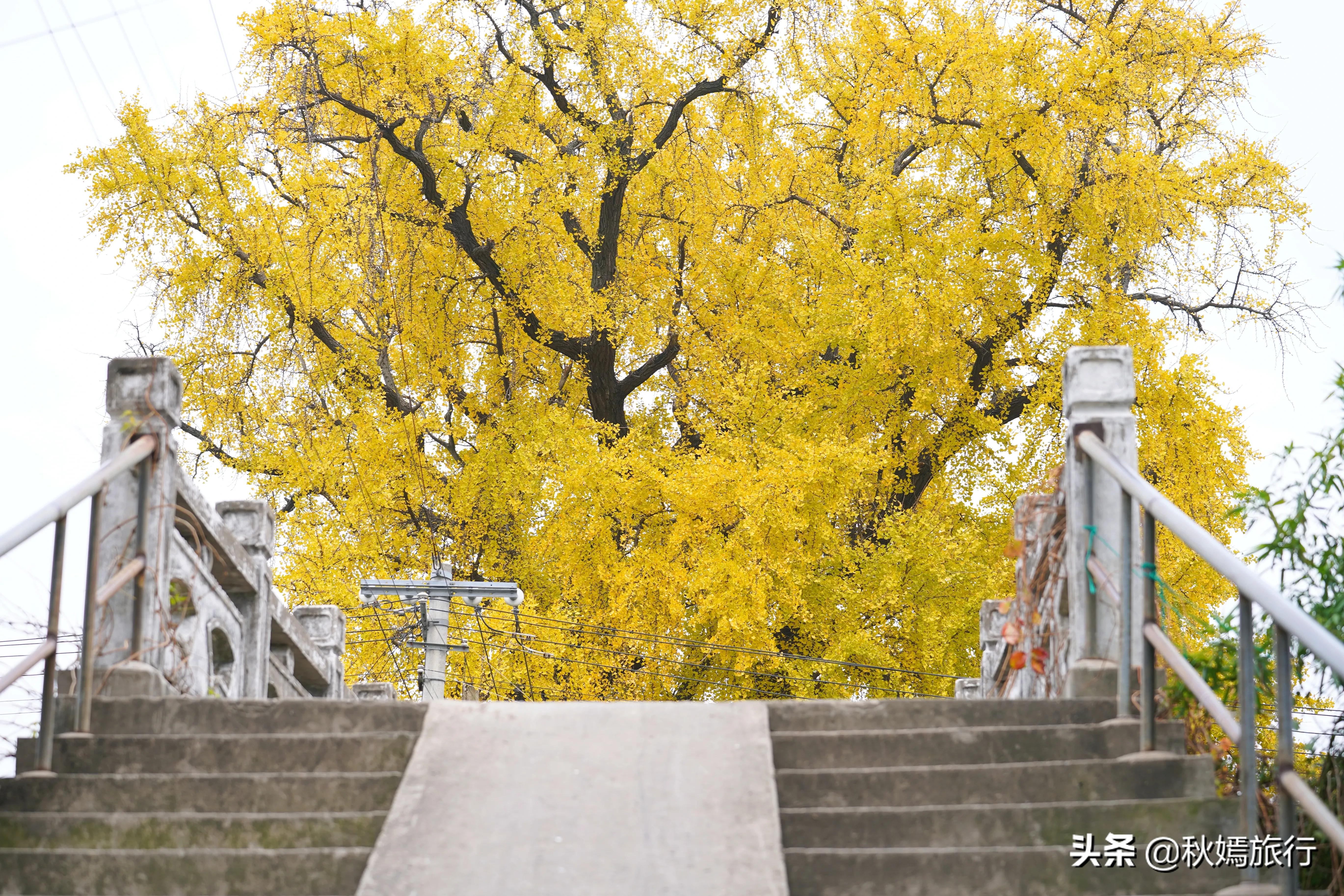 相城区北桥镇千年银杏树,苏州相城银杏打卡
