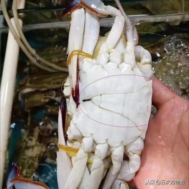 青岛市场帝王蟹种类,海鲜市场都有什么海蟹品种