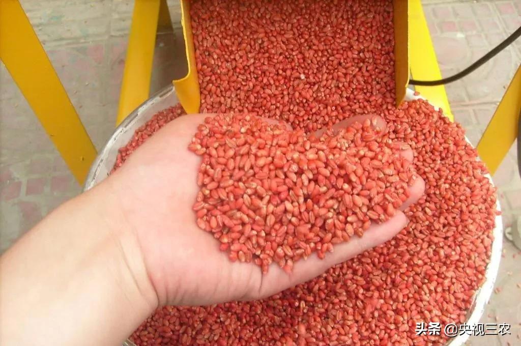 花生的管理方法及注意事项,花生苗移栽时应注意些什么