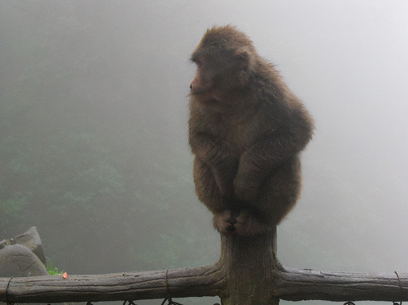 峨眉山防猴方法,峨眉山怎么防御猴子