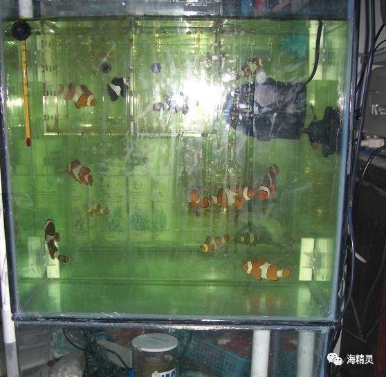 海水白点处理,海水白点病的严重程度怎么判断