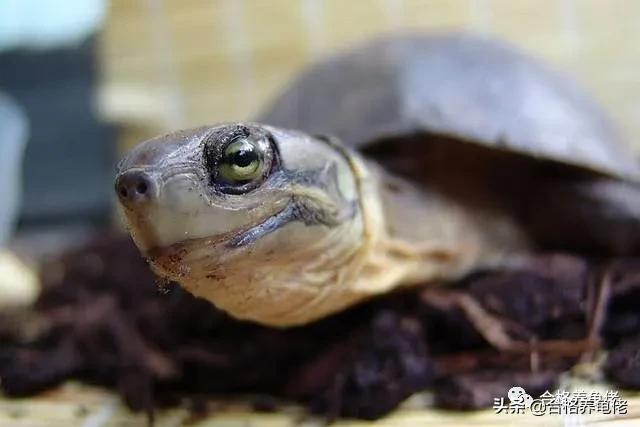 墨顶龟为什么不建议养,十大不建议养的龟