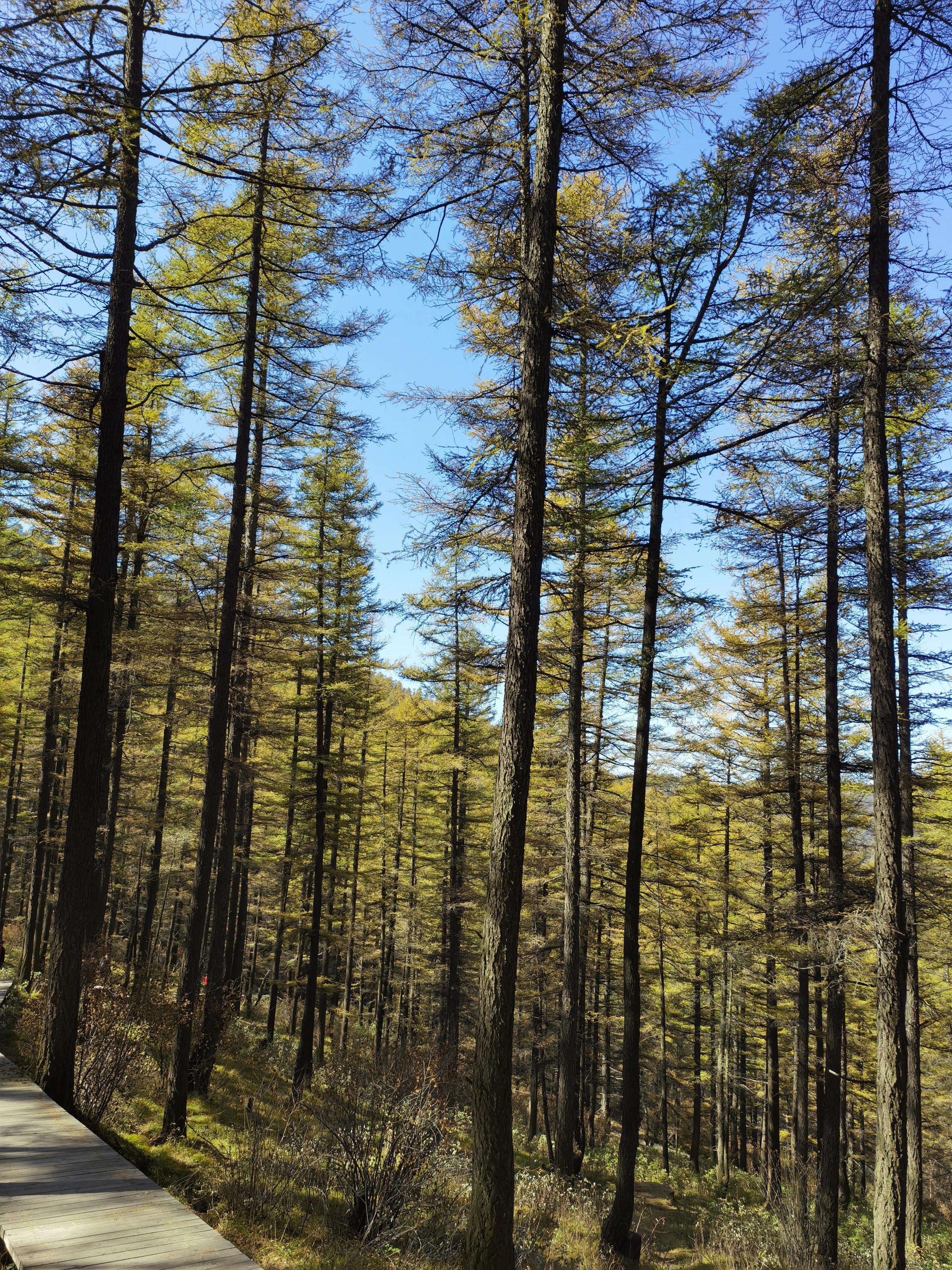 都知夏日驼梁美，秋季呢？阜平花塔村进山带您领略最美的秋日驼梁