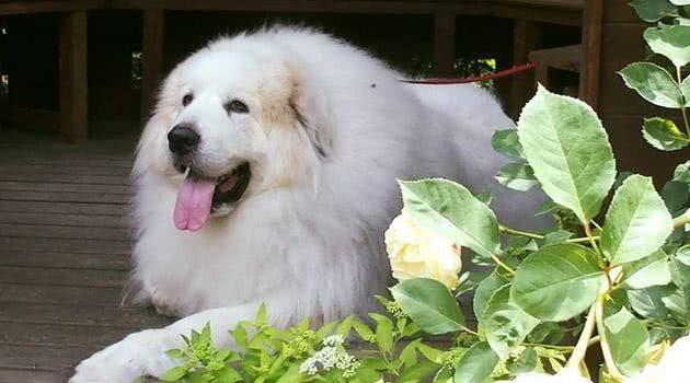 狗狗大白熊犬分多少类,狗狗品种大全比熊