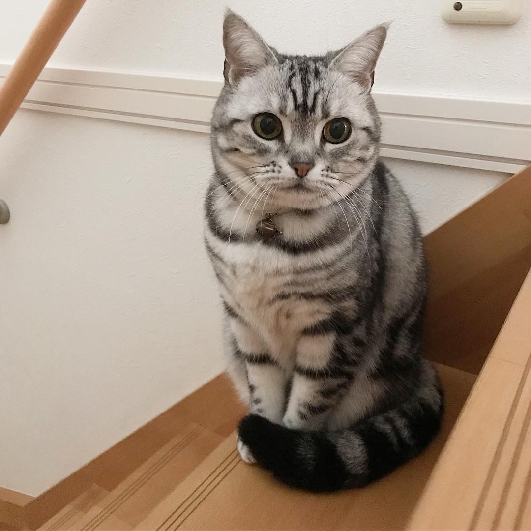 如何让吃猫粮的猫吃自制饭,怎样帮助小猫吃猫粮