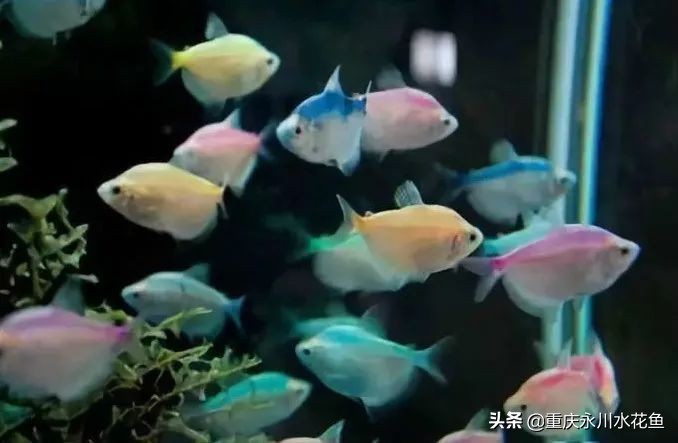 十大最好看的观赏鱼,观赏鱼100种形态