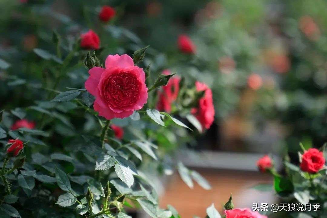 都说“最美人间四月天”，应该就是月季开花的模样吧！