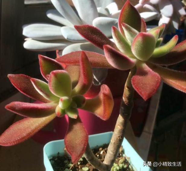 10种公认最好养好养的多肉老桩,比较好养的多肉老桩