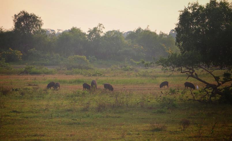 农民种地怎样防控野猪,野猪泛滥的措施有哪些方法
