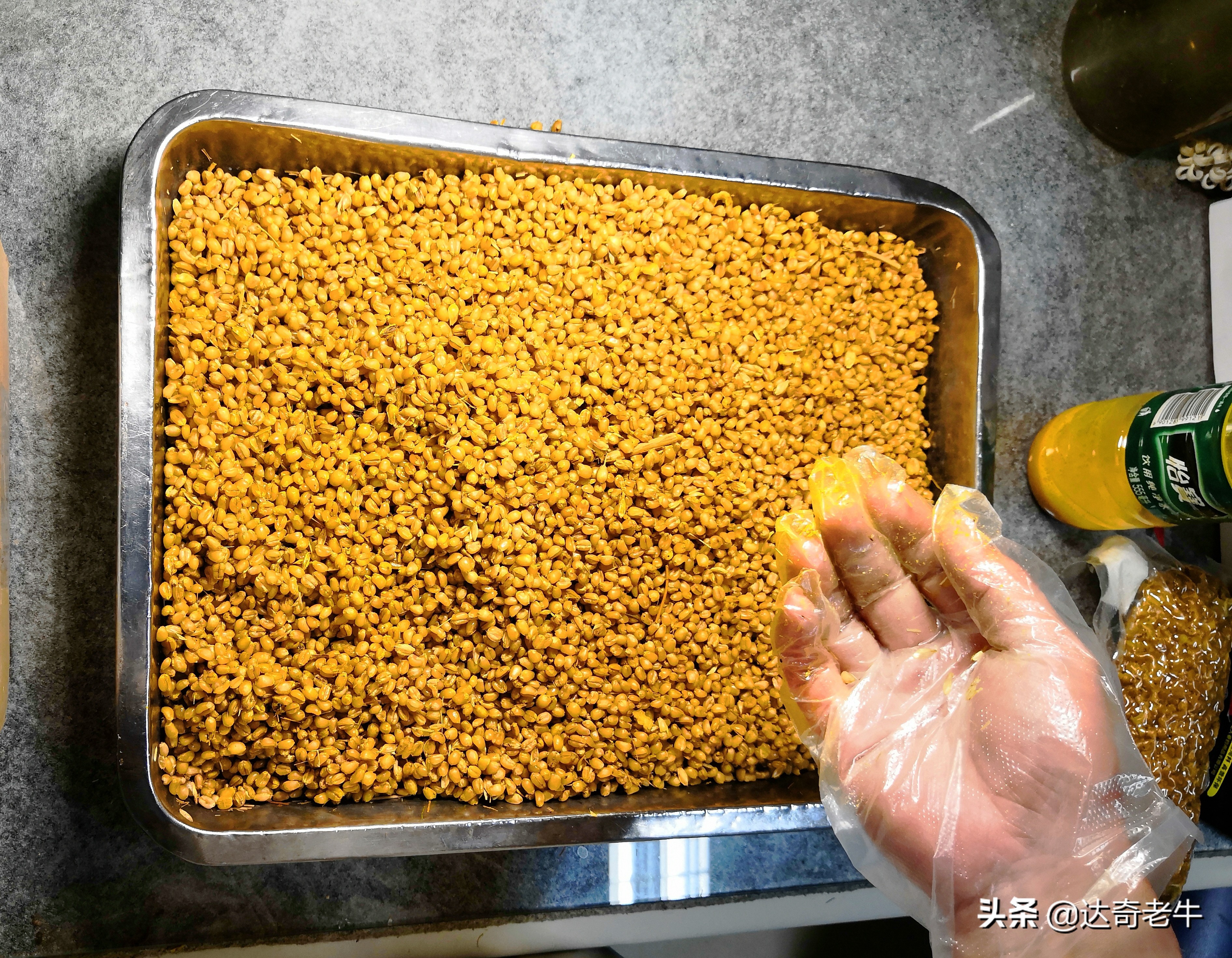 vb麦粒饵搭配窝料,vb麦粒饵可以钓哪些鱼