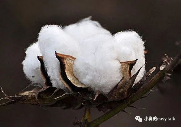 三件套水洗棉面料知识,面料三维视频