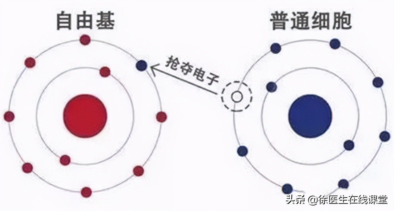 乳腺结节喝蒲公英真的消除了,蒲公英水喝多久对乳腺结节见效